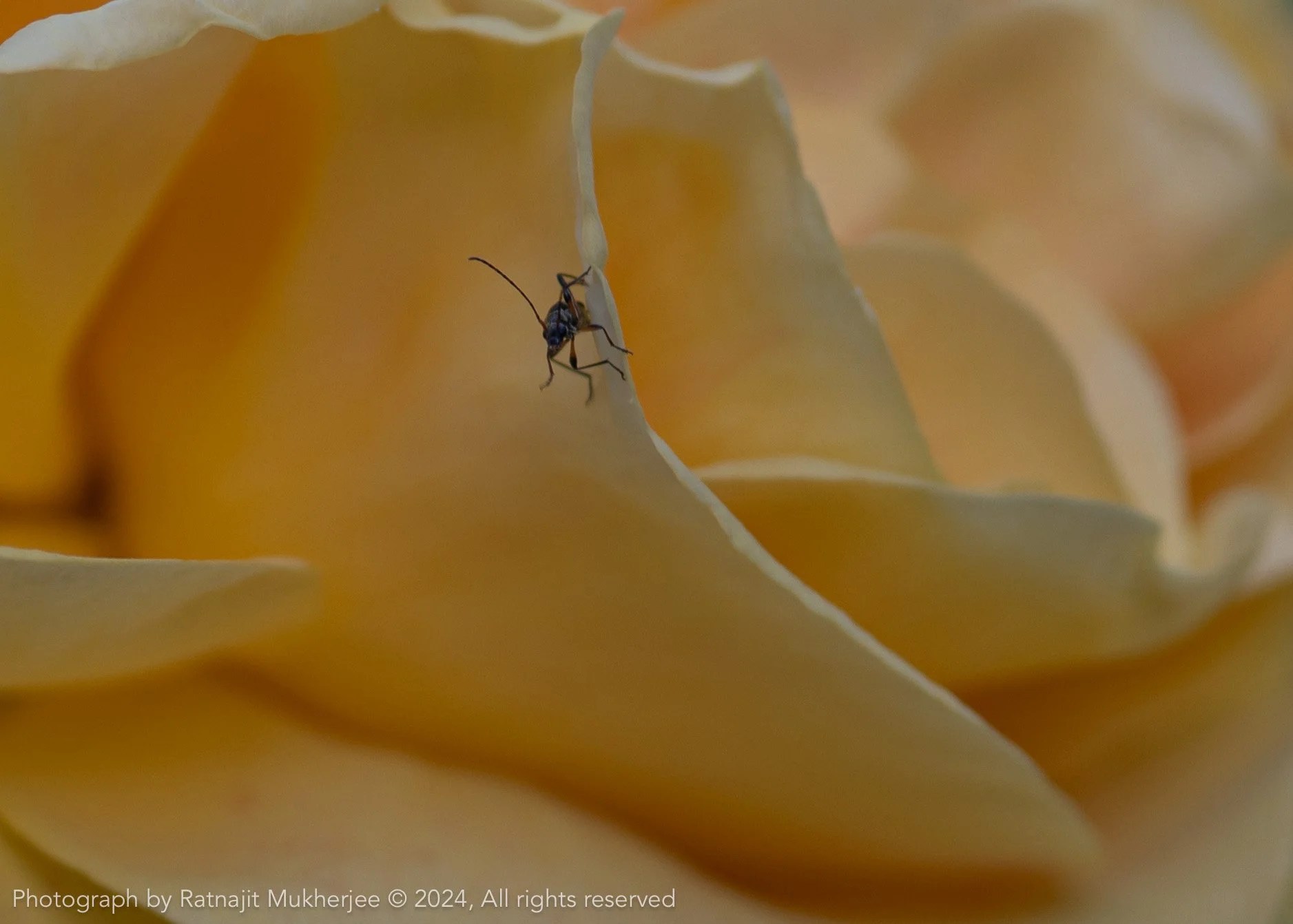 Nature photography